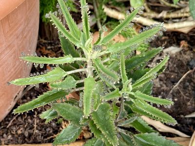 Yuccas de varios tamaños, aloe y otras plantas verdes