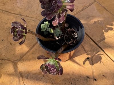 Yuccas de varios tamaños, aloe y otras plantas verdes