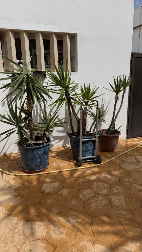 Yuccas de varios tamaños, aloe y otras plantas verdes