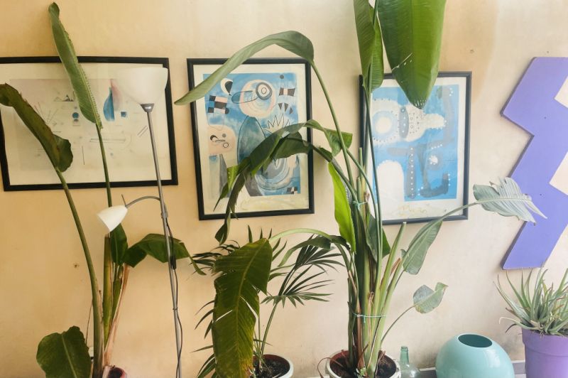 Verschiedene Gruenpflanzen und dekorative Bilder