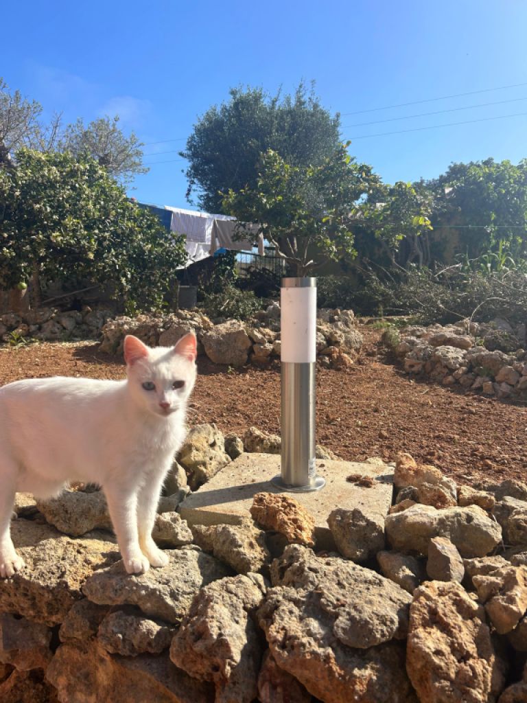 Villa mit Ferienwohnung und Ferien Apartment in Porto Cristo zu vermieten