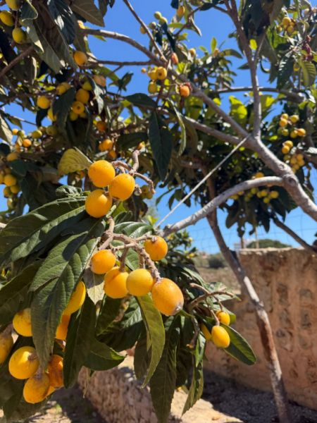 Villa mit Ferienwohnung und Ferien Apartment in Porto Cristo zu vermieten