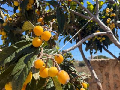 Villa mit Ferienwohnung und Ferien Apartment in Porto Cristo zu vermieten