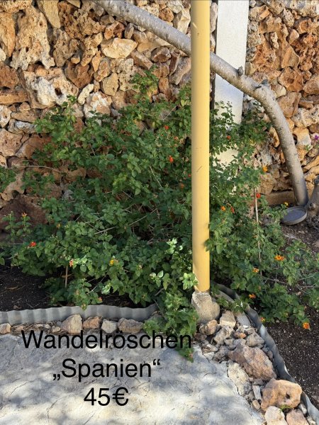 Lantana (Bandera española)