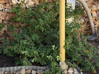 Lantana (Bandera española)
