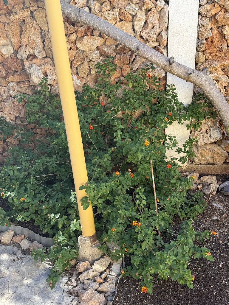 Lantana (Bandera española)