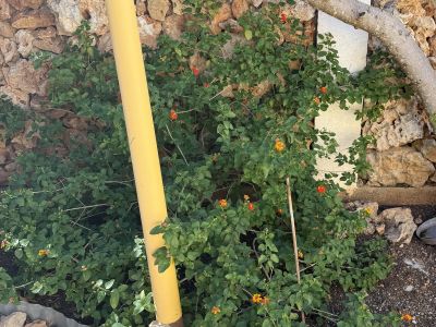 Lantana (Bandera española)