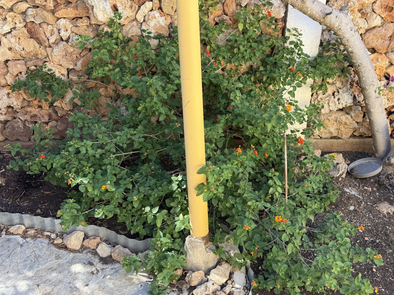 Lantana (Bandera española)