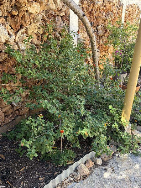 Lantana (Bandera española)