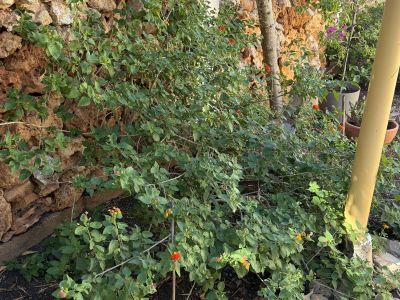 Lantana (Bandera española)