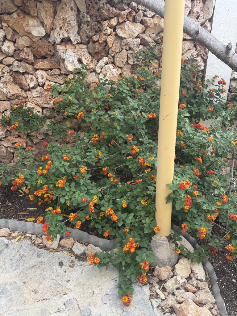 Lantana (Bandera española)