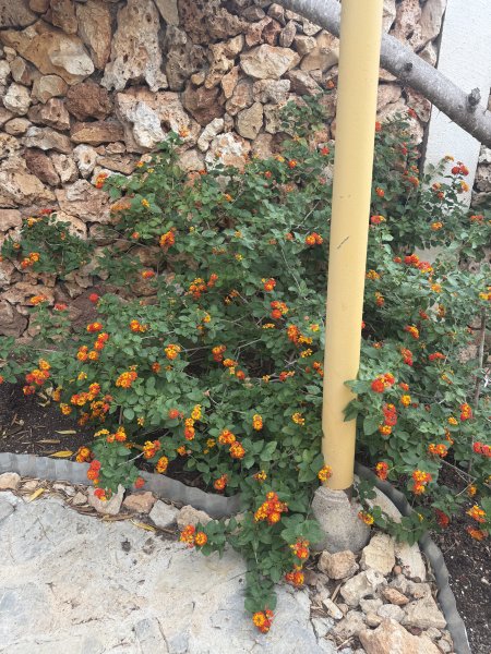 Lantana (Bandera española)