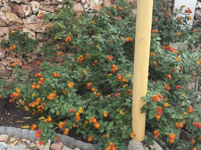 Lantana (Bandera española)