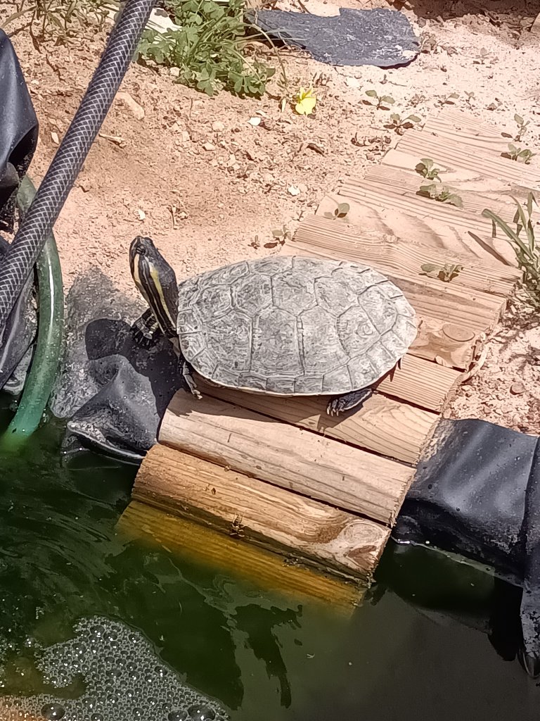 Freshwater turtle looking for a new pond