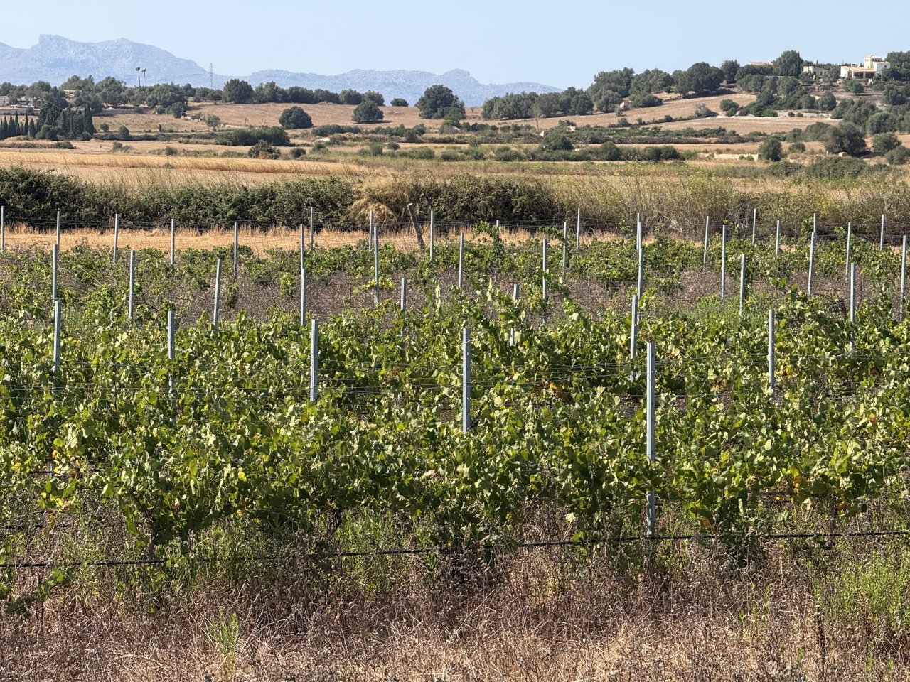Viñedo en Santa Margalida - aprox. 10.000 m²