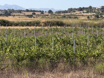 Viñedo en Santa Margalida - aprox. 10.000 m²