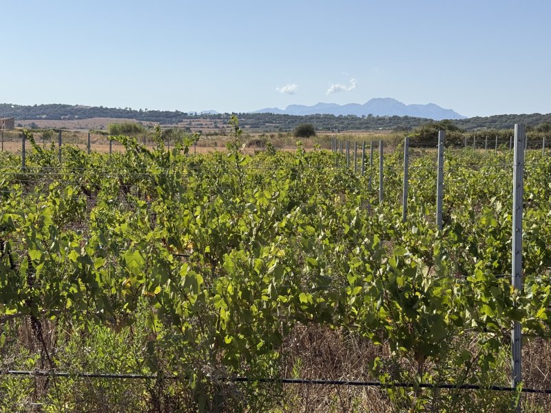 Viñedo en Santa Margalida - aprox. 10.000 m²