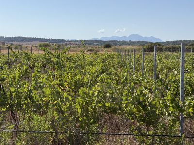 Viñedo en Santa Margalida - aprox. 10.000 m²