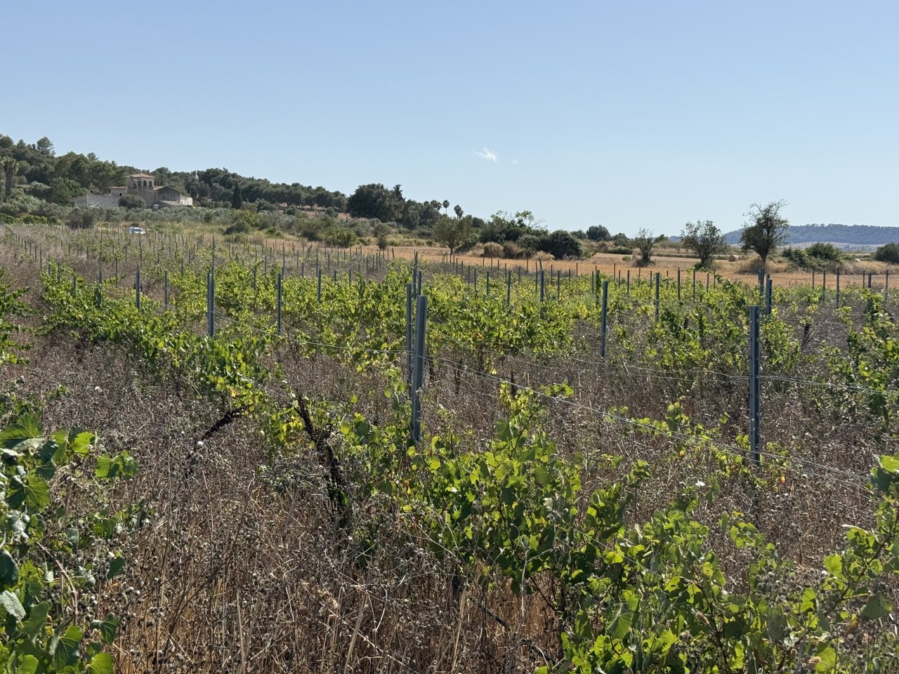 Viñedo en Santa Margalida - aprox. 10.000 m²