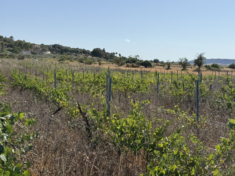 Viñedo en Santa Margalida - aprox. 10.000 m²