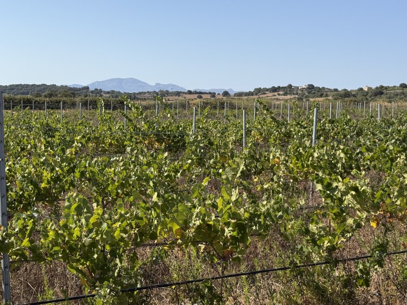 Viñedo en Santa Margalida - aprox. 10.000 m²