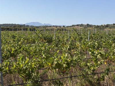 Viñedo en Santa Margalida - aprox. 10.000 m²