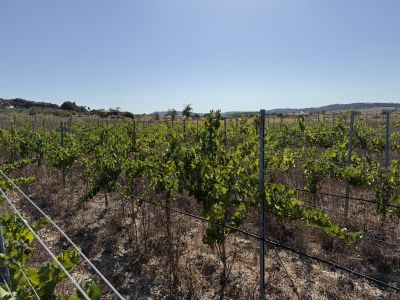 Viñedo en Santa Margalida - aprox. 10.000 m²