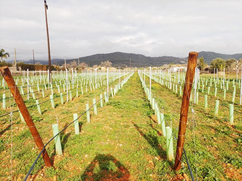 Vineyard for rent