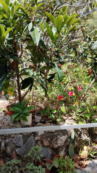 Wohnung in ruhiger Lage in Cala Murada ab sofort verfügbar