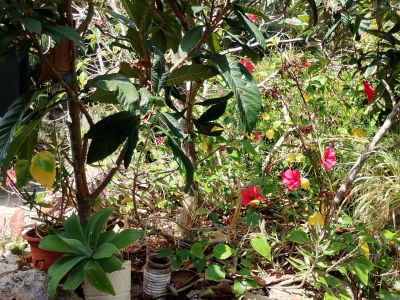 Wohnung in ruhiger Lage in Cala Murada ab sofort verfügbar