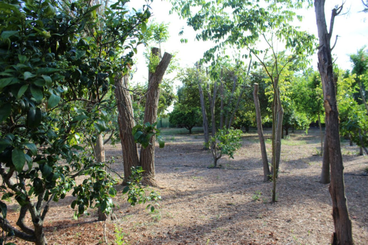 Wunderschöne ländliche Finca zur Miete in Manacor
