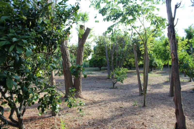 Wunderschöne ländliche Finca zur Miete in Manacor