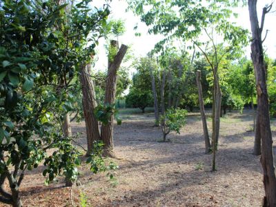 Wunderschöne ländliche Finca zur Miete in Manacor
