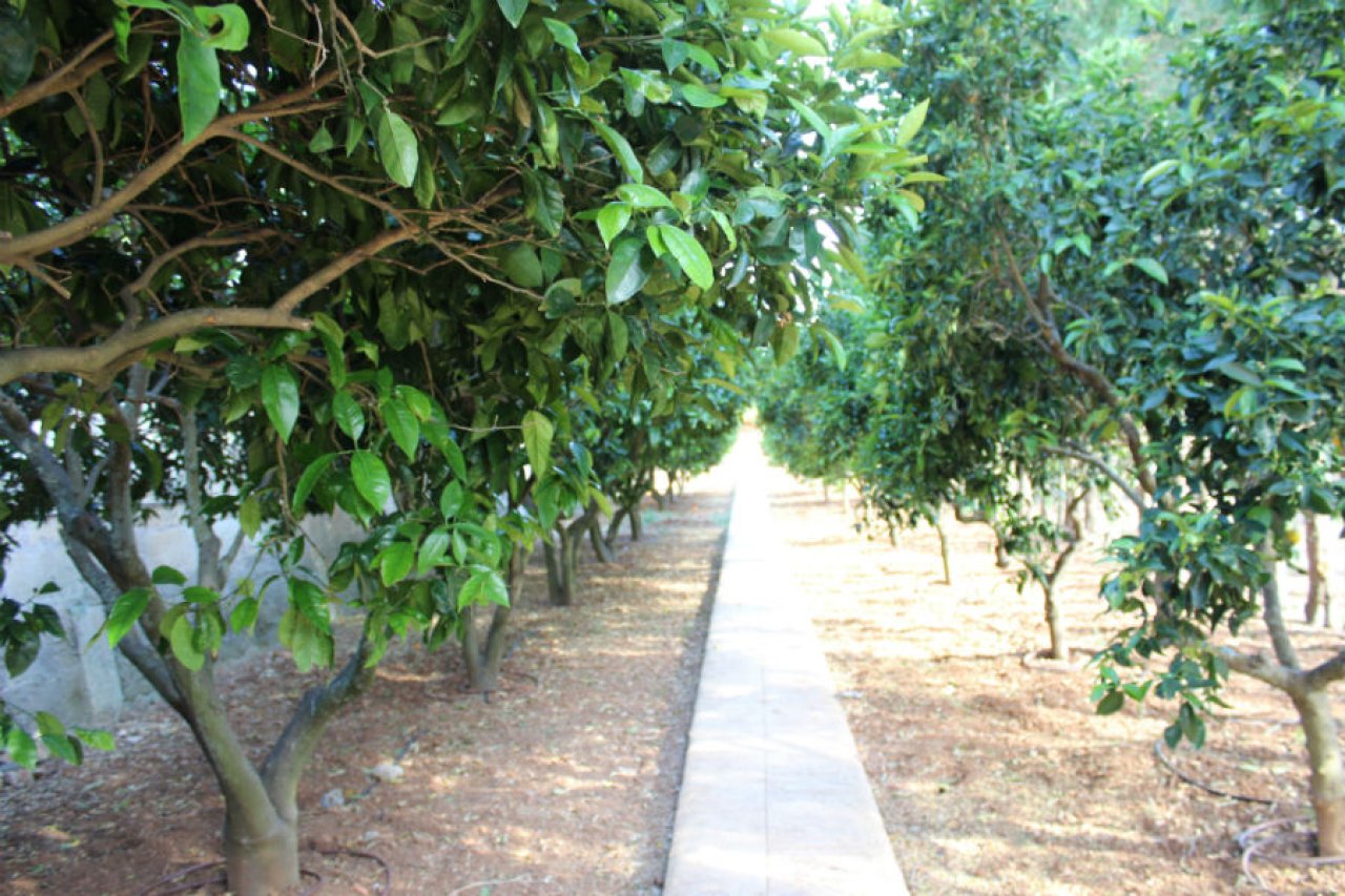 Wunderschöne ländliche Finca zur Miete in Manacor