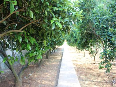 Wunderschöne ländliche Finca zur Miete in Manacor