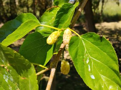 Limones, nísperos y moras