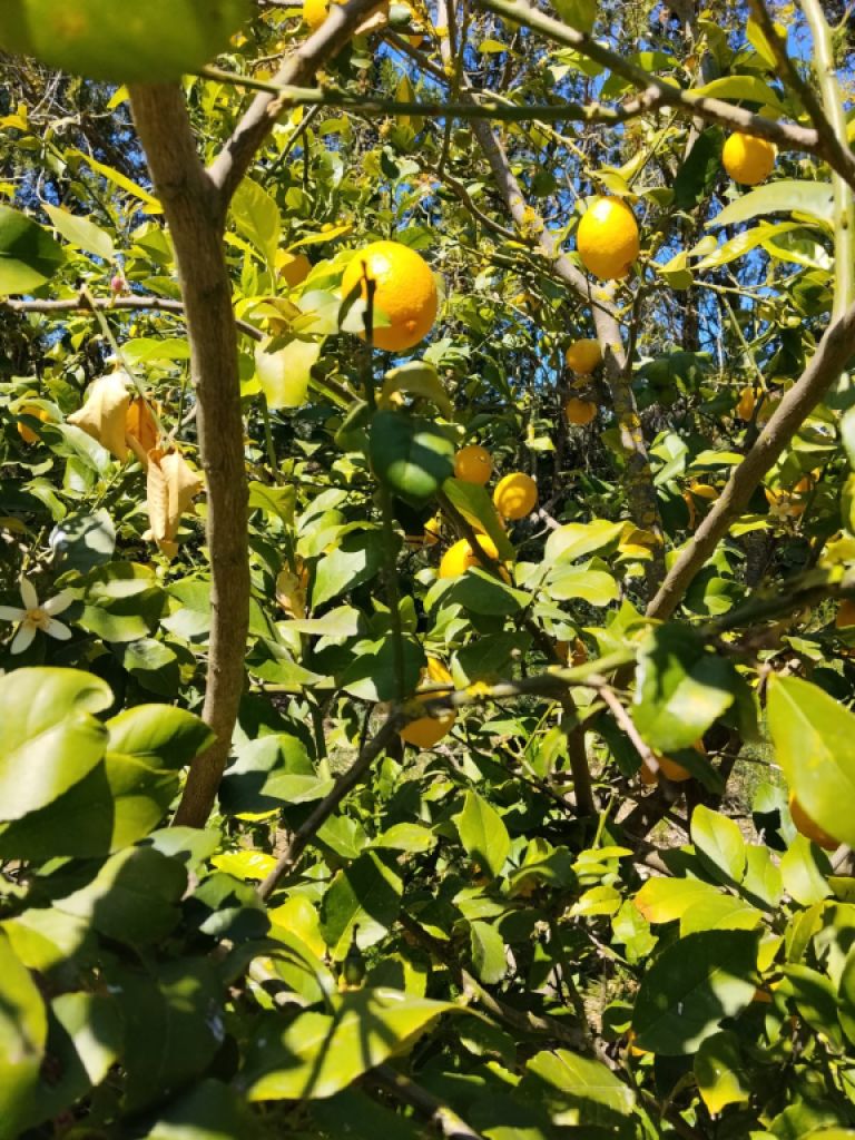 Limones, nísperos y moras