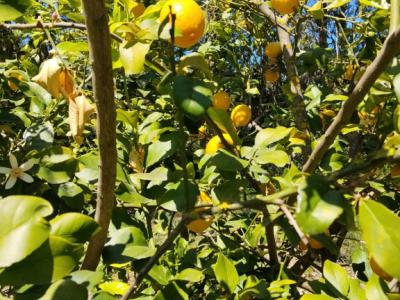 Limones, nísperos y moras