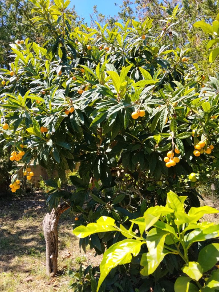 Limones, nísperos y moras