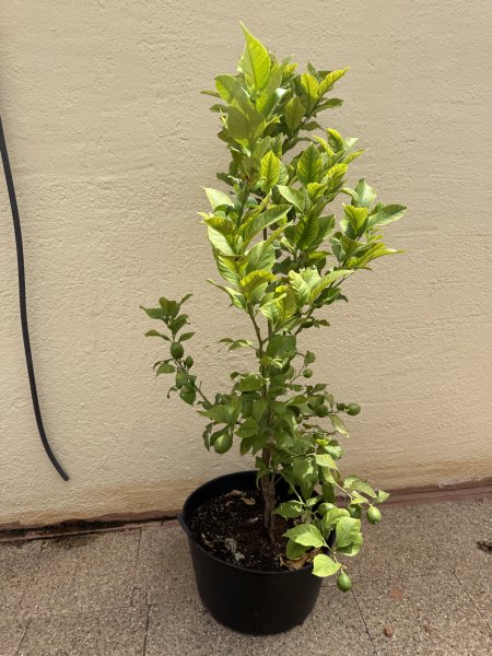 Zitronenbaum