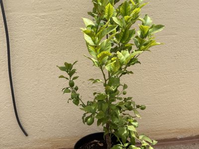 Zitronenbaum