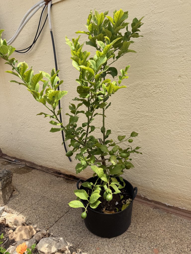 Zitronenbaum