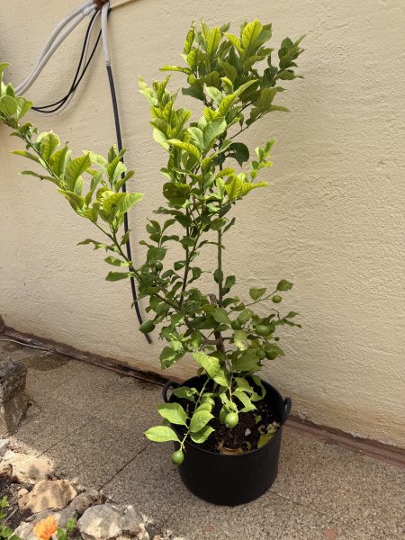Zitronenbaum