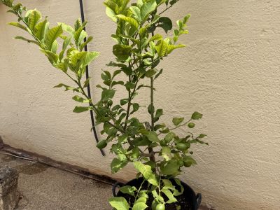 Zitronenbaum