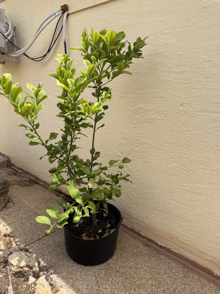 Zitronenbaum
