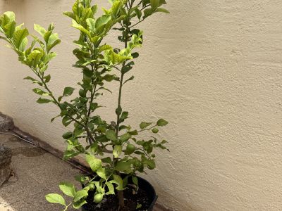 Zitronenbaum