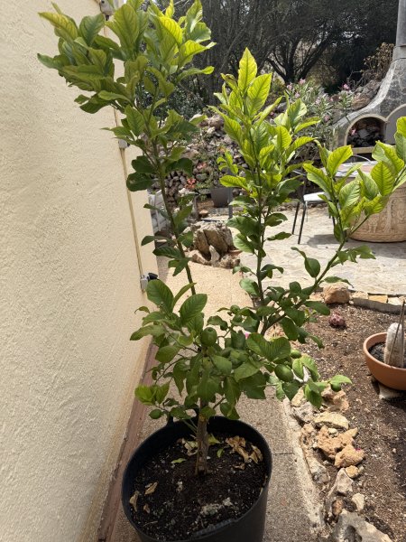 Zitronenbaum