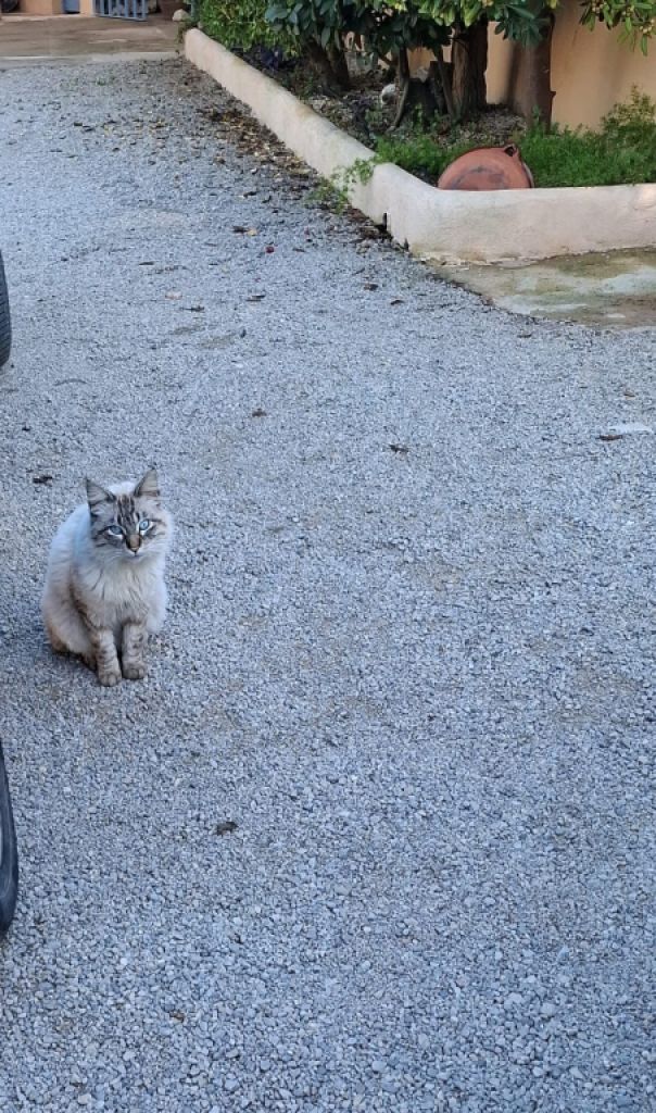 zugelaufener Schmusekater