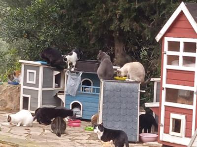 zuverlässige Katzenbetreuung für 7-10 Tage im Monat in der Cala Romantica gesucht