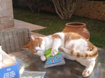 zuverlässige Katzenbetreuung für 7-10 Tage im Monat in der Cala Romantica gesucht